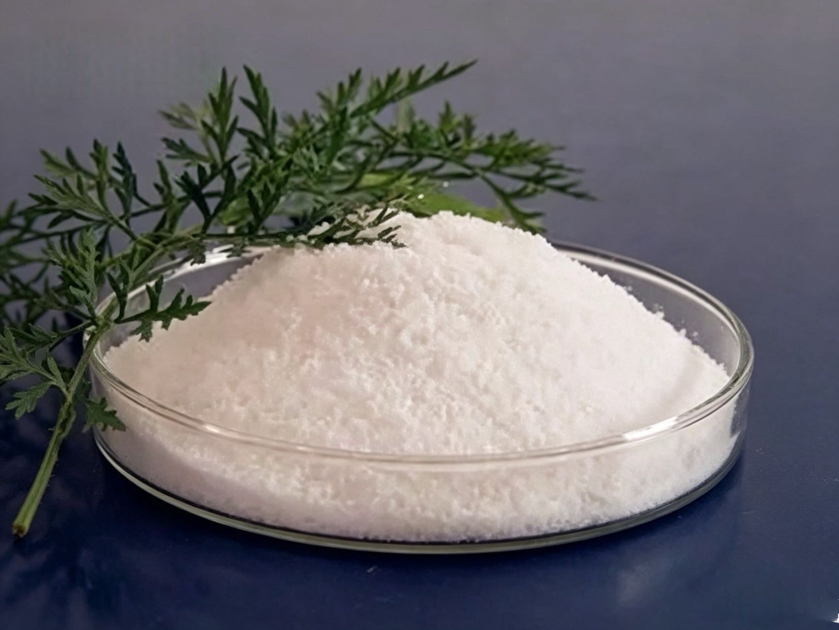 Plant Based Protein Powder